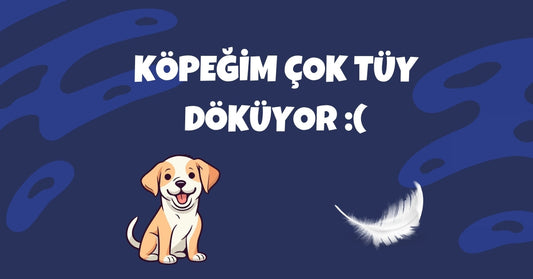 Köpeğim Çok Tüy Döküyor, Ne Yapmalıyım? Sebepler ve Çözümler