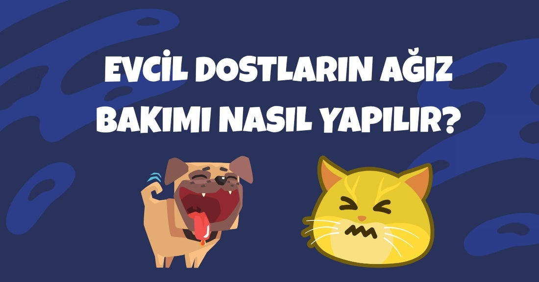 Evcil Hayvanlarda Ağız ve Diş Sağlığı: Neden Önemlidir ve Nelere Dikkat Etmelisiniz?