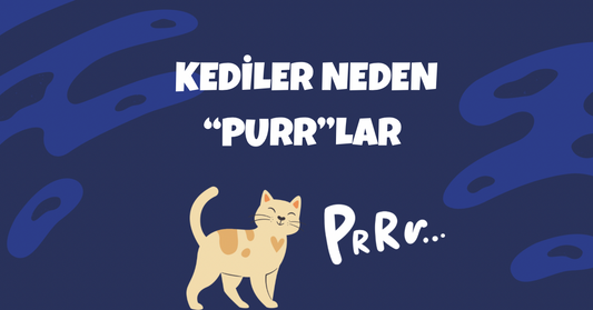 Kediler Neden Prr Prrlar? Purring Hakkında Bilimsel Gerçekler ve Anlamları