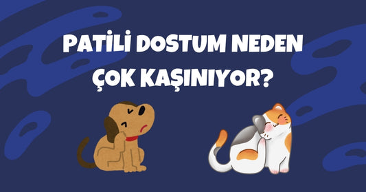 🐾 Evcil Hayvanlarda Aşırı Kaşınma Neden Olur? Sebepler ve Çözüm Yolları