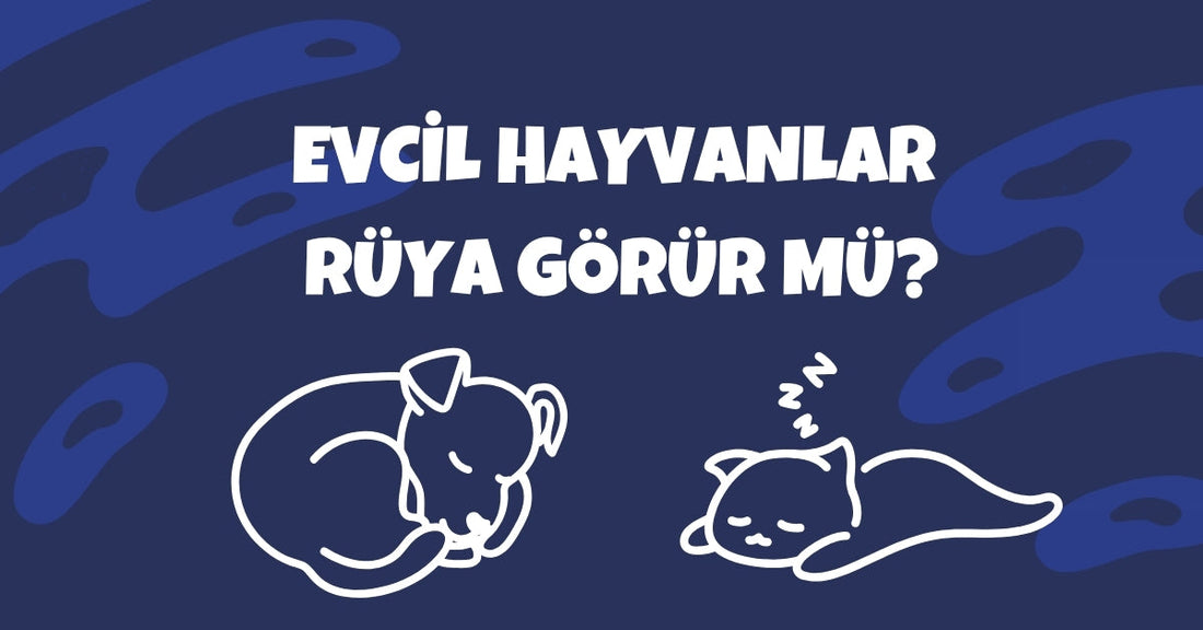 Evcil Hayvanlar Rüya Görür mü? Kedilerin ve Köpeklerin Uykudaki Hareketlerinin Anlamı