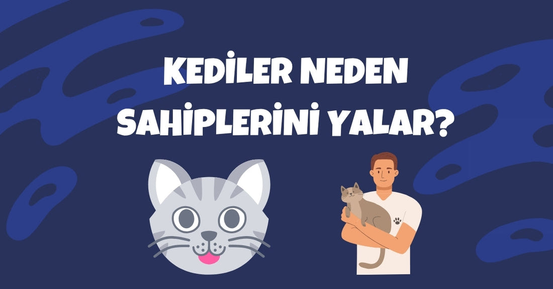 Kediler Neden Sahiplerini Yalar? Sevimli Bir Davranışın Gizli Anlamları