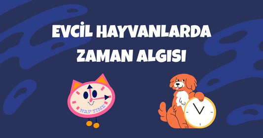 ⏳ Evcil Hayvanlarda Zaman Algısı: Kediler ve Köpekler Zamanı Nasıl Hisseder?