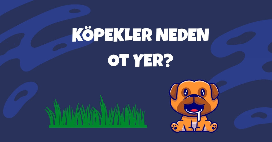 Köpekler Neden Ot Yer? Zararsız mı, Tehlikeli mi?