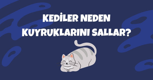 🐱 Kediler Neden Kuyruklarını Sallar? Anlamları ve Duygusal İpuçları