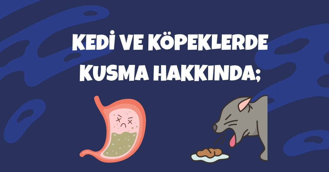 Kedi ve Köpeklerde Kusma: Ne Zaman Tehlikelidir, Ne Zaman Normaldir?
