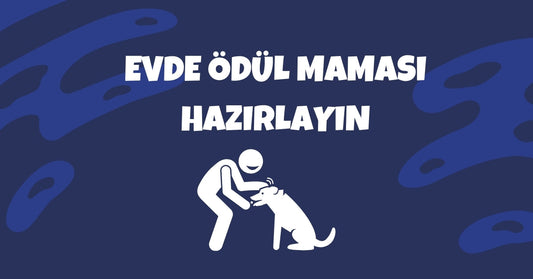 🐾 Evcil Hayvanlara Evde Kolayca Hazırlanabilecek Ödül Mamaları