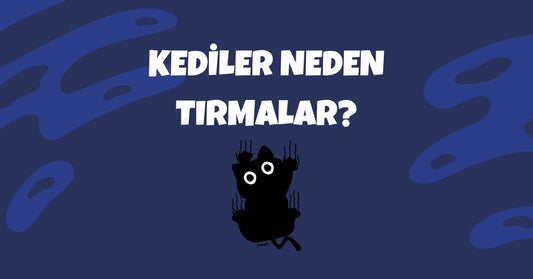 🐱 Kediler Neden Tırmalar? Sebepler, Anlamları ve Çözüm Yolları