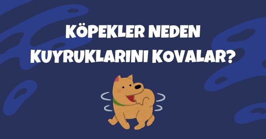 🐕 Köpekler Neden Kuyruklarını Kovalar? Oyun mu, Stres mi, Hastalık mı?
