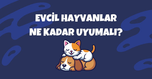 💤 Evcil Hayvanlarda Uyku Düzeni: Kediler ve Köpekler Ne Kadar Uyumalı?
