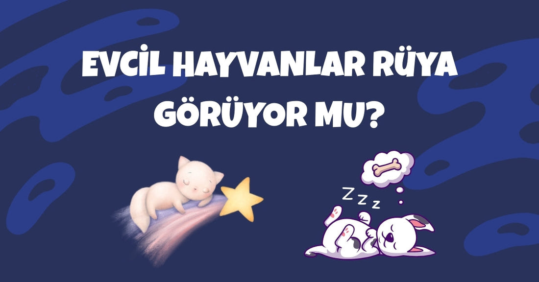 🌙 Evcil Hayvanlar Rüya Görür mü? Kediler ve Köpeklerin Uyku Dünyası