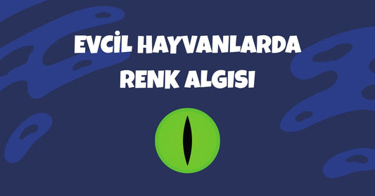 🌈 Evcil Hayvanlarda Renk Algısı: Kediler ve Köpekler Dünyayı Nasıl Görür?