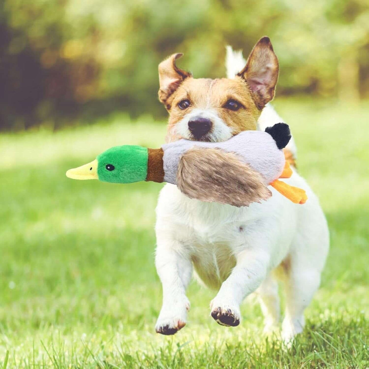 köpek oyuncak