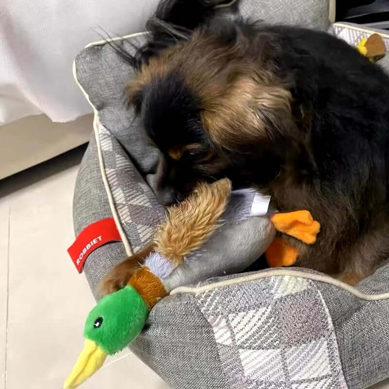 köpek oyuncağı
