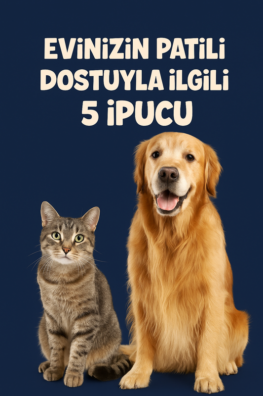 🐶 Köpeklerde Tüy Dökülmesinin 5 Ana Nedeni ve Çözüm Önerileri