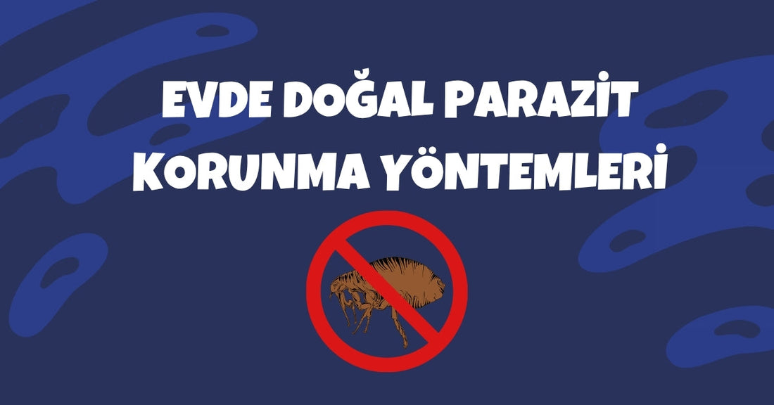 Kedi ve Köpekler İçin Evde Doğal Parazit Koruma Yöntemleri