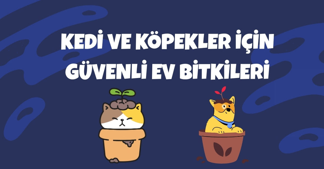 Kedi ve Köpekler İçin Güvenli Ev Bitkileri: Zehirsiz ve Doğaya Dost Seçimler