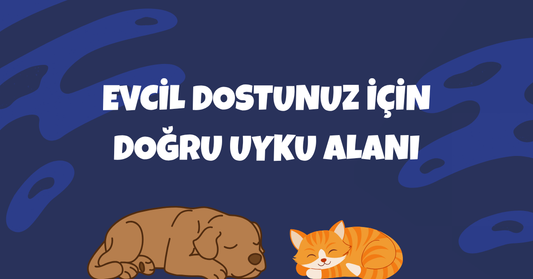 🐾 Evcil Hayvanlar İçin Doğru Uyku Alanı Nasıl Oluşturulur?