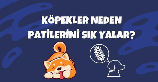 Köpekler Neden Patilerini Sık Sık Yalar? Olası Sebepler ve Çözüm Yolları