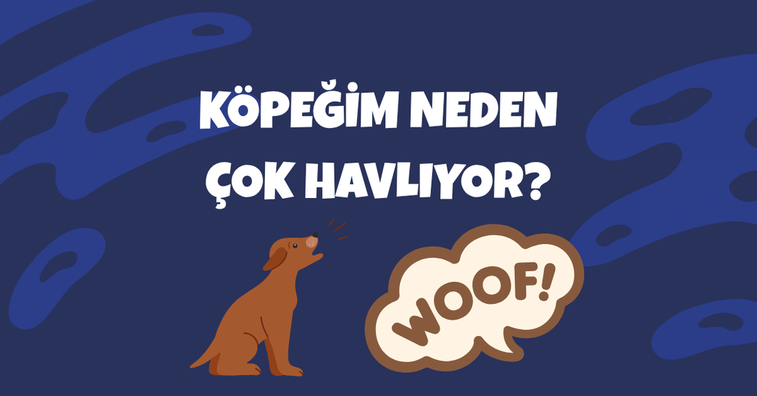 Köpeğim Çok Havlıyor: Nedenleri ve Çözüm Yolları