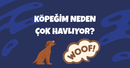 Köpeğim Çok Havlıyor: Nedenleri ve Çözüm Yolları