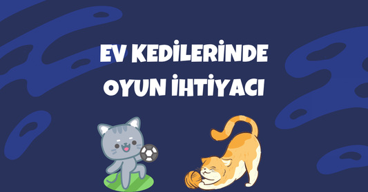 🐾 Ev Kedilerinde Oyun İhtiyacı: Neden Önemli ve Nasıl Karşılanmalı?