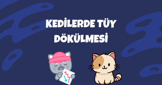 🐾 Kedilerde Tüy Dökülmesi: Nedenleri, Önlemler ve Bakım Önerileri