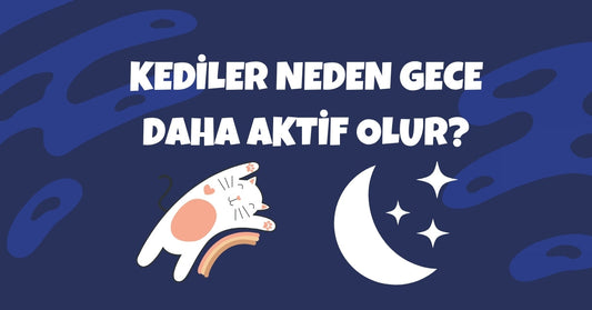 Kediler Neden Gece Daha Aktif Olur? Sebepler ve Çözüm Önerileri