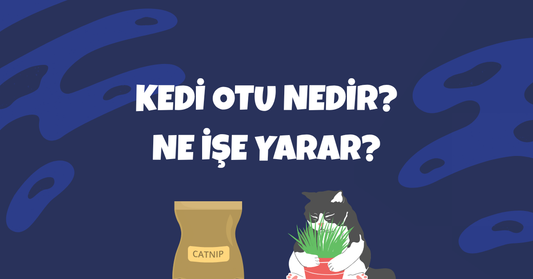 🐾 Kedi Otu (Catnip) Nedir? Ne İşe Yarar? Detaylı Rehber