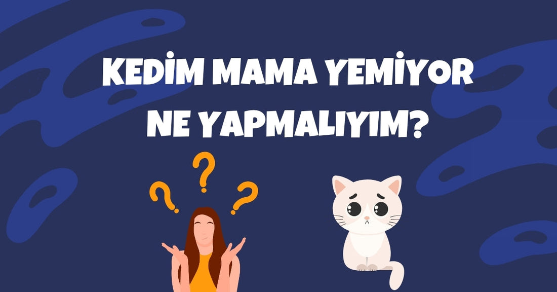 Kedim Mama Yemiyor, Ne Yapmalıyım? Olası Sebepler ve Çözümler