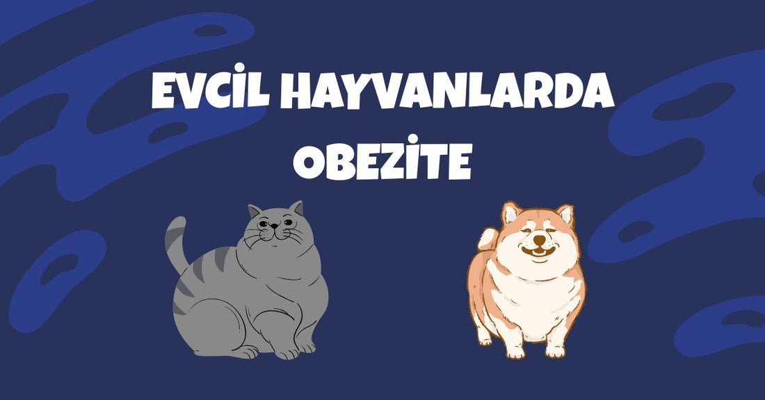 ⚖️ Evcil Hayvanlarda Obezite: Belirtiler, Riskler ve Çözüm Yolları