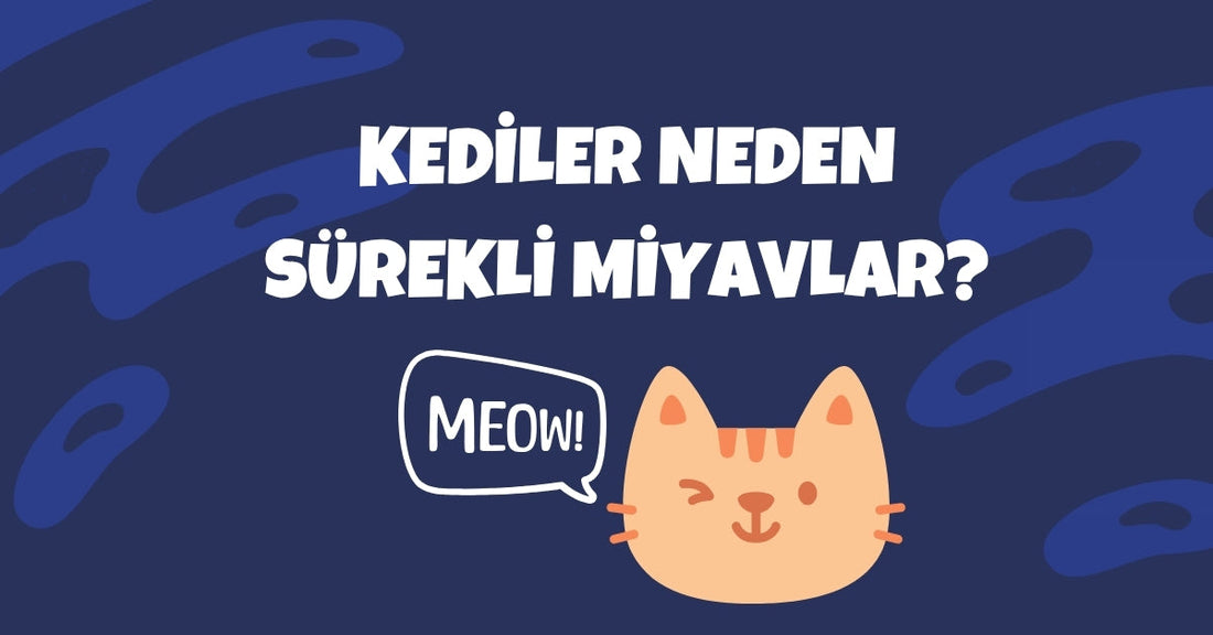 Kediler Neden Sürekli Miyavlar? Aşırı Miyavlamanın 7 Olası Nedeni