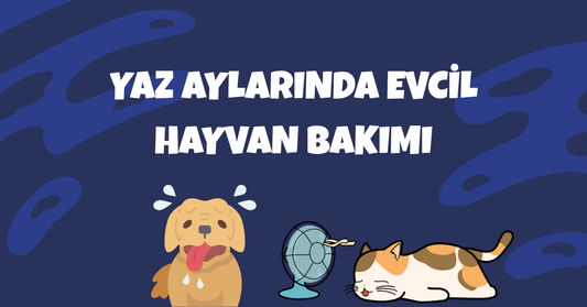Yaz Aylarında Evcil Hayvan Bakımı: Sıcak Havalarda Dikkat Edilmesi Gerekenler