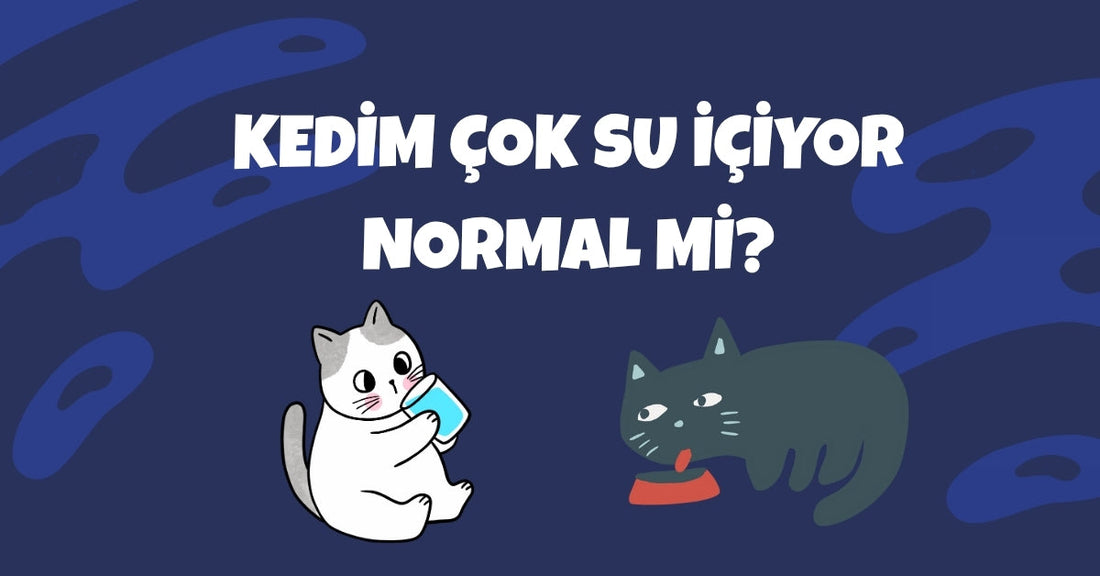 Kedim Çok Su İçiyor, Normal mi? Fazla Su Tüketiminin Nedenleri