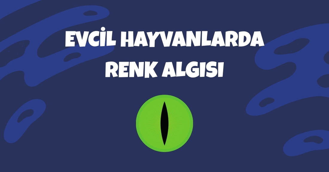 🌈 Evcil Hayvanlarda Renk Algısı: Kediler ve Köpekler Dünyayı Nasıl Görür?
